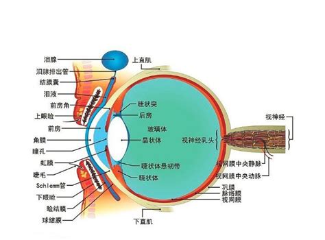 眼睛部位圖|眼 图解 : 正常解剖 